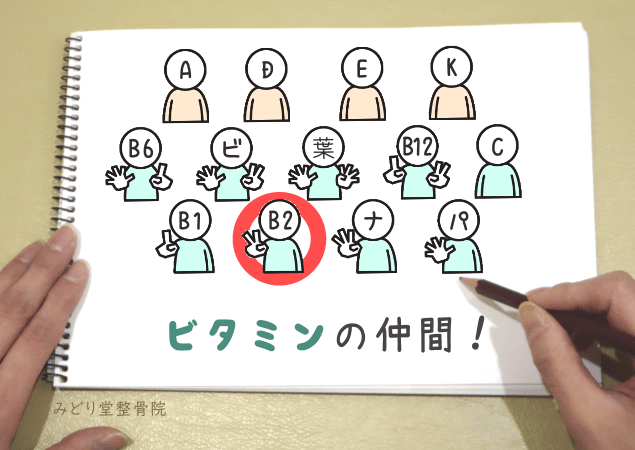 ビタミンB2が水溶性ビタミンに分類されることを示す分類図