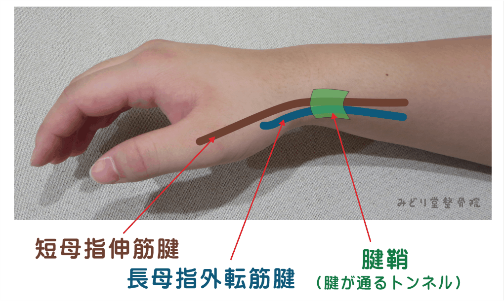 短母指伸筋腱と長母指外転筋腱と腱鞘
