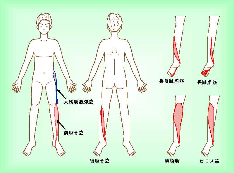 シンスプリントに関連する筋肉