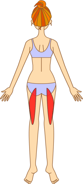 大腿二頭筋を図示した女性のイラスト