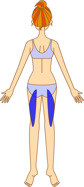 太ももの後ろの筋肉の位置を示した図