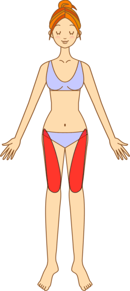 大腿四頭筋を図示した女性のイラスト