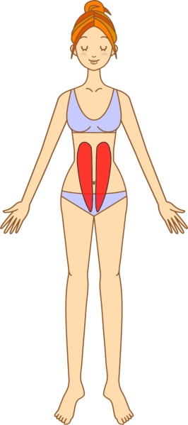 腹筋を図示した女性のイラスト