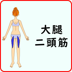 大腿二頭筋