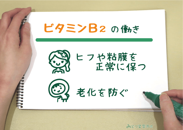 皮膚や粘膜を正常に保つ・老化を防ぐ など、ビタミンB2の働きを説明する図