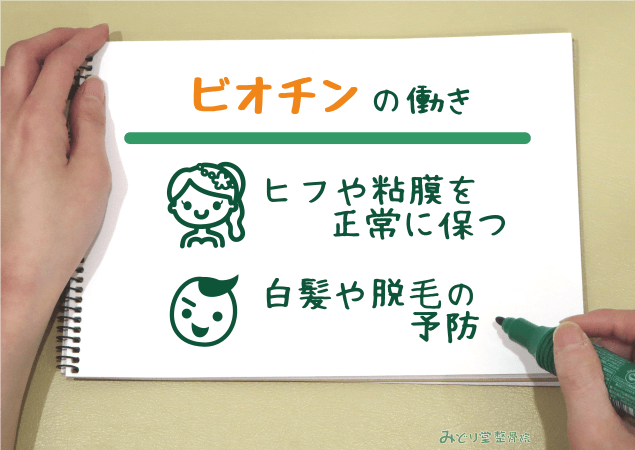 皮膚や粘膜を正常に保つ・白髪や脱毛の予防 など、ビオチンの働きを説明する図