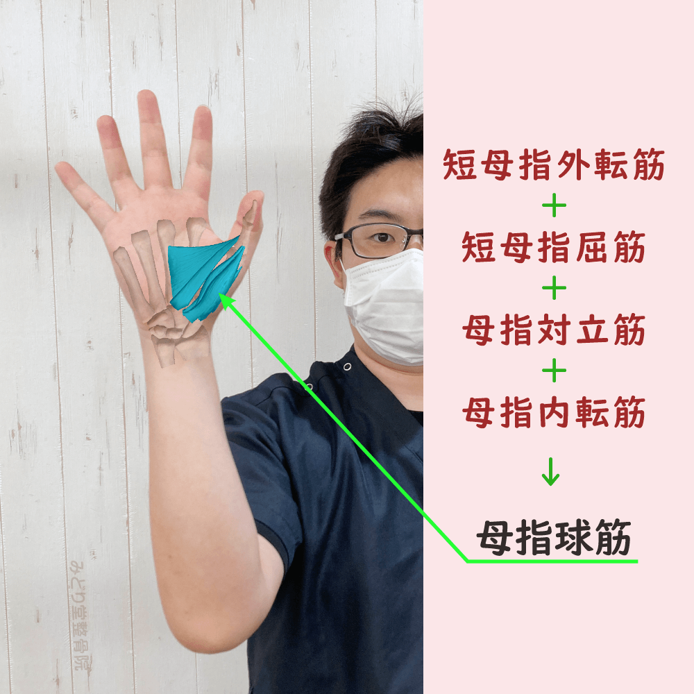 母指球筋の位置をスタッフ写真に重ねて示した図解画像(モデル:副院長・長尾)
