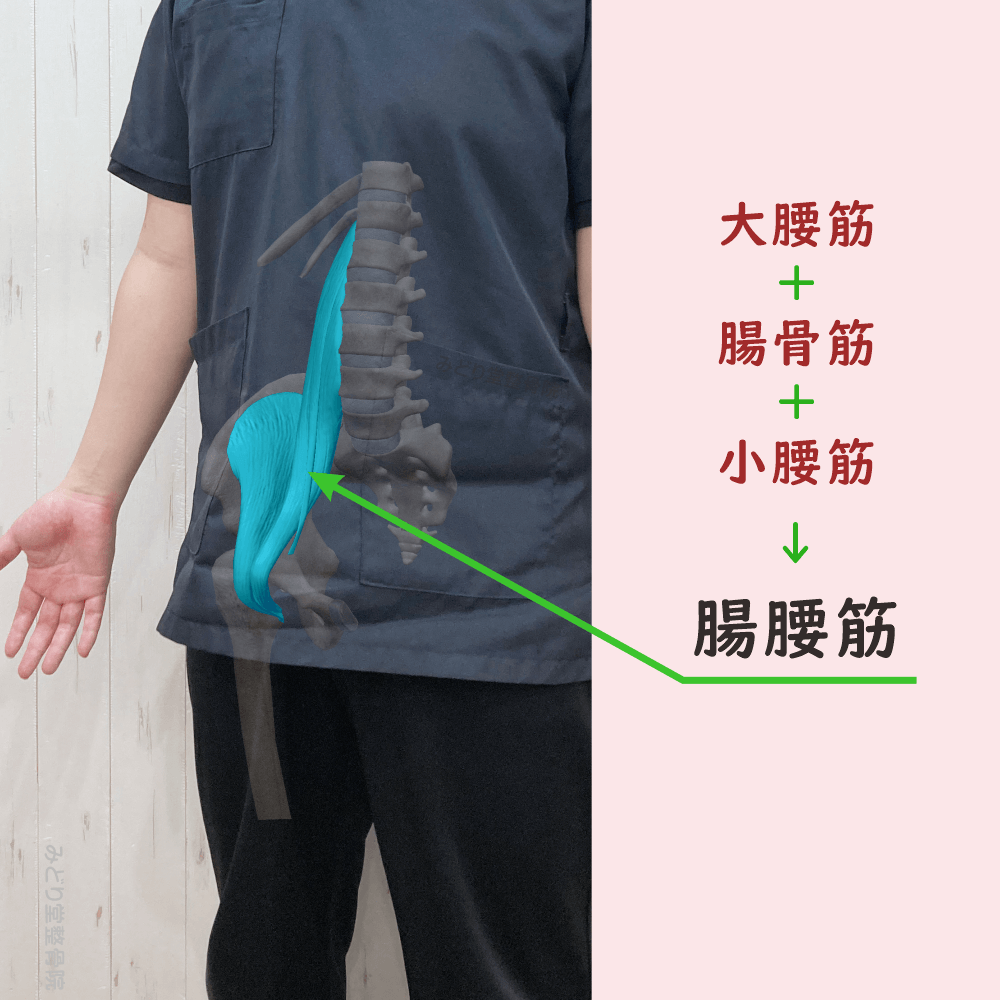 腸腰筋の位置をスタッフ写真に重ねて示した図解画像（モデル：副院長・長尾）