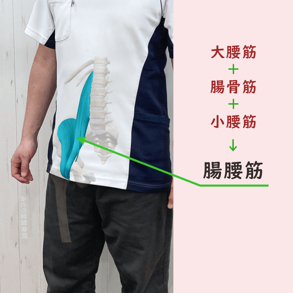 腸腰筋の位置をスタッフ写真に重ねて示した図解画像（モデル：院長・臼田）