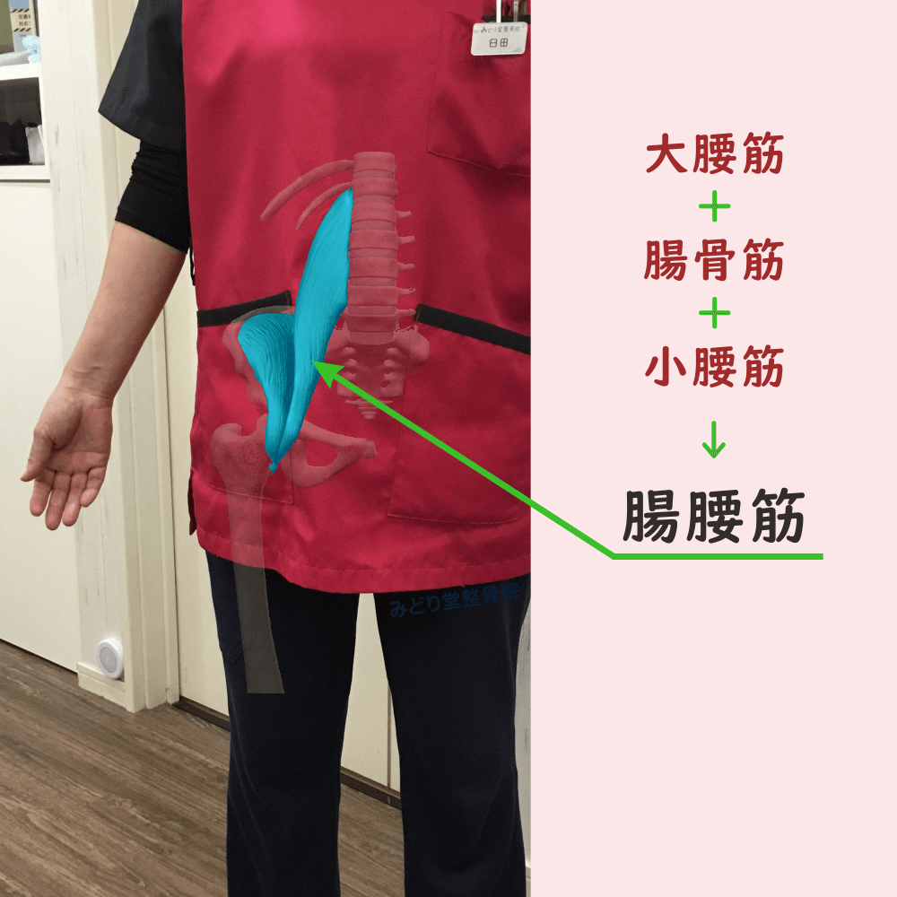 腸腰筋の位置をスタッフ写真に重ねて示した図解画像（モデル：受付スタッフ・臼田）