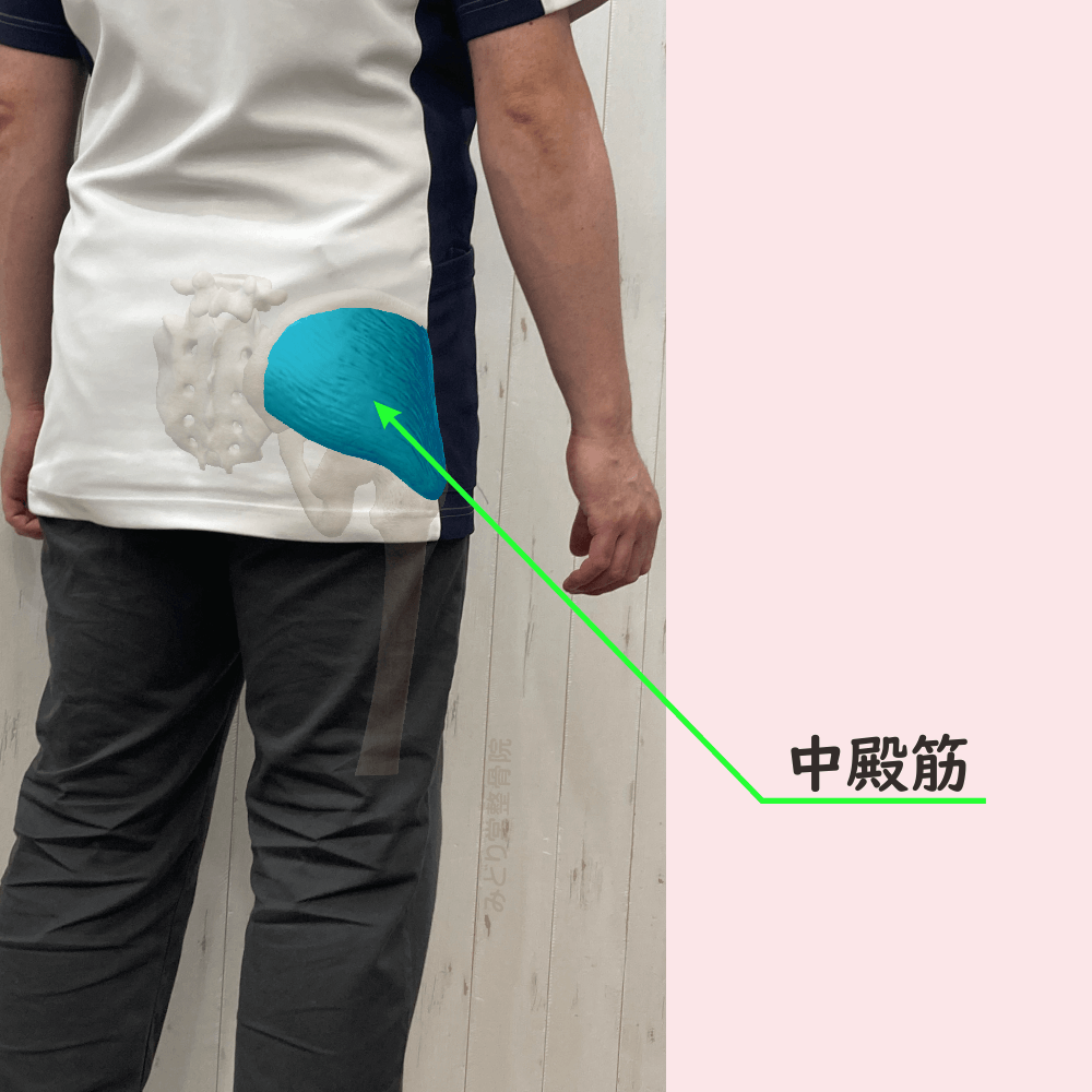 中殿筋の位置をスタッフ写真に重ねて示した図解画像（モデル：院長・臼田）
