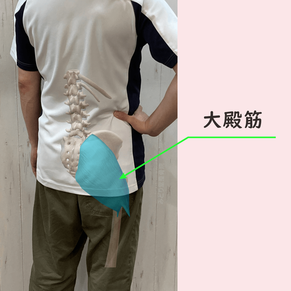 大殿筋の位置をスタッフ写真に重ねて示した図解画像（モデル：院長・臼田）