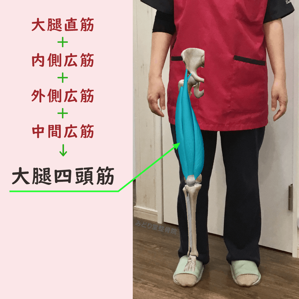 階段を下りる動作で負担の掛かりやすい「大腿四頭筋」の位置を示した図