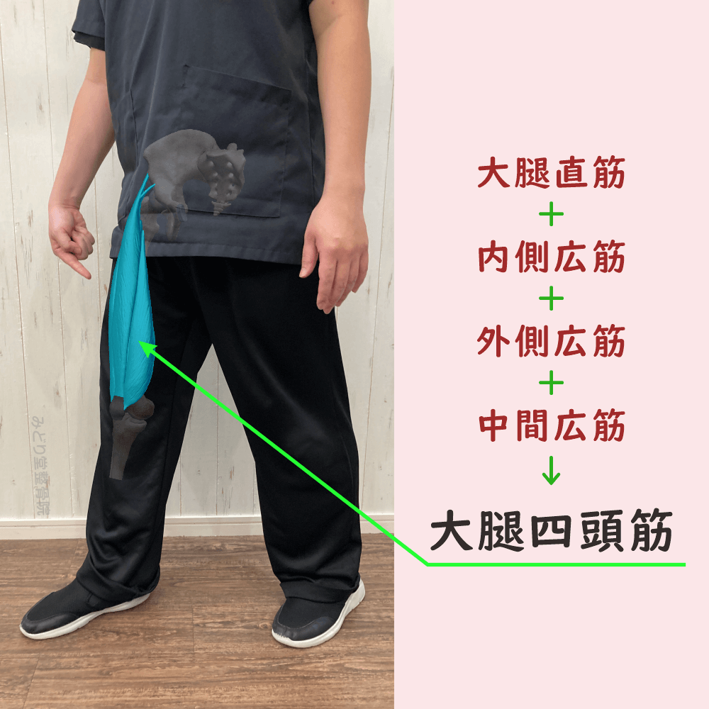大腿四頭筋の位置をスタッフ写真に重ねて示した図解画像（モデル：副院長・長尾）