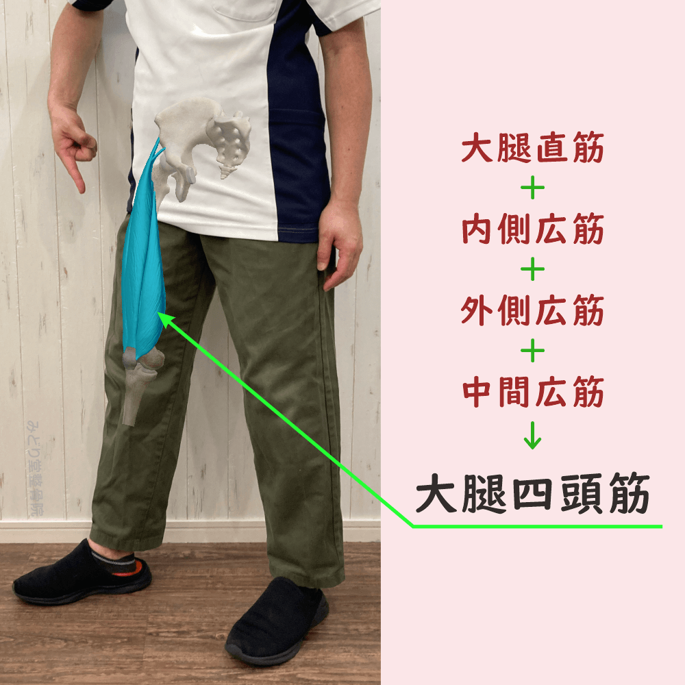 大腿四頭筋の位置をスタッフ写真に重ねて示した図解画像（モデル：院長・臼田）