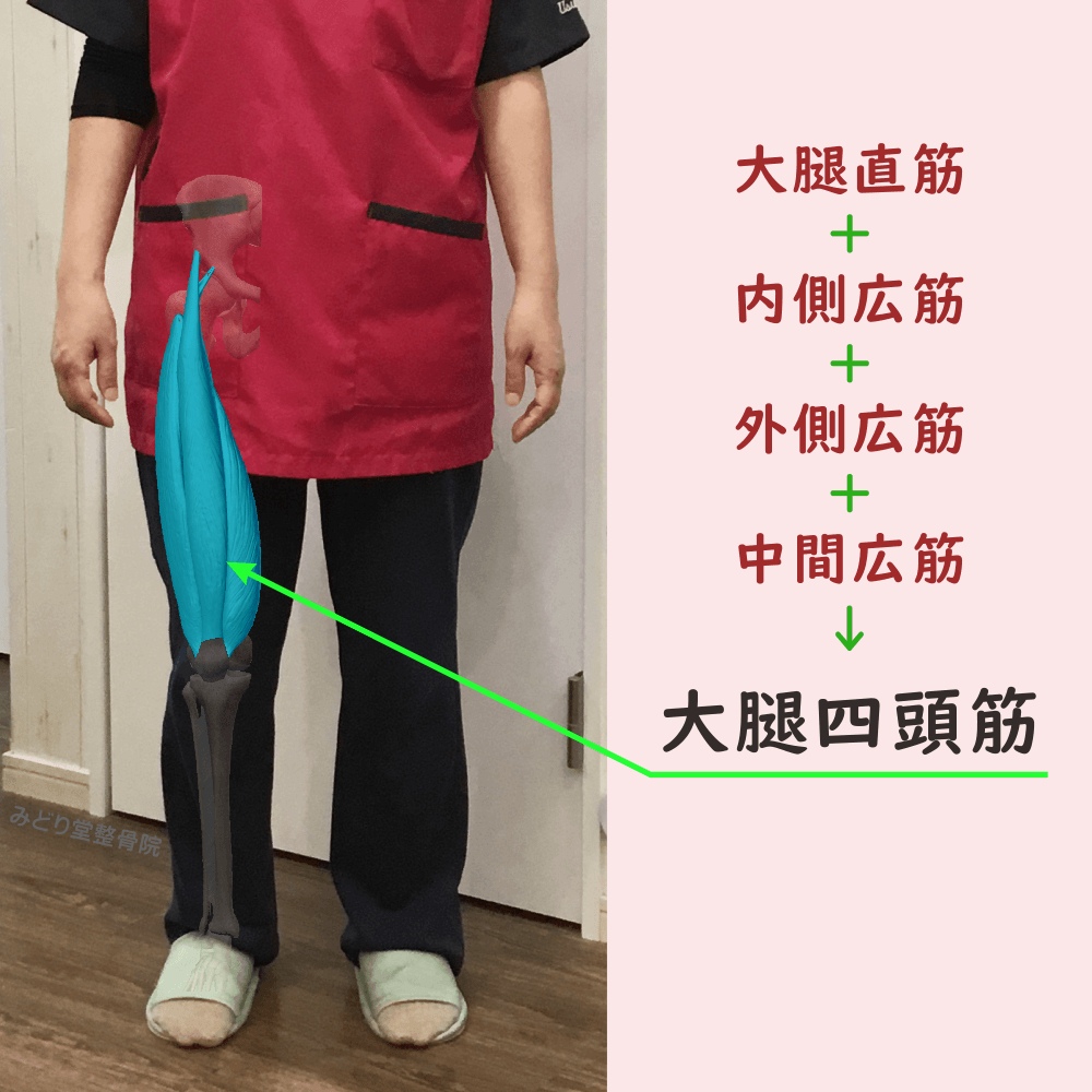 大腿四頭筋の位置をスタッフ写真に重ねて示した図解画像（モデル：受付スタッフ・臼田）