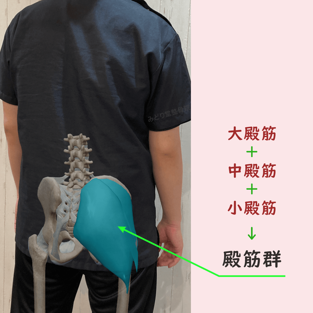 殿筋群の位置をスタッフ写真に重ねて示した図解画像(モデル:副院長・長尾)