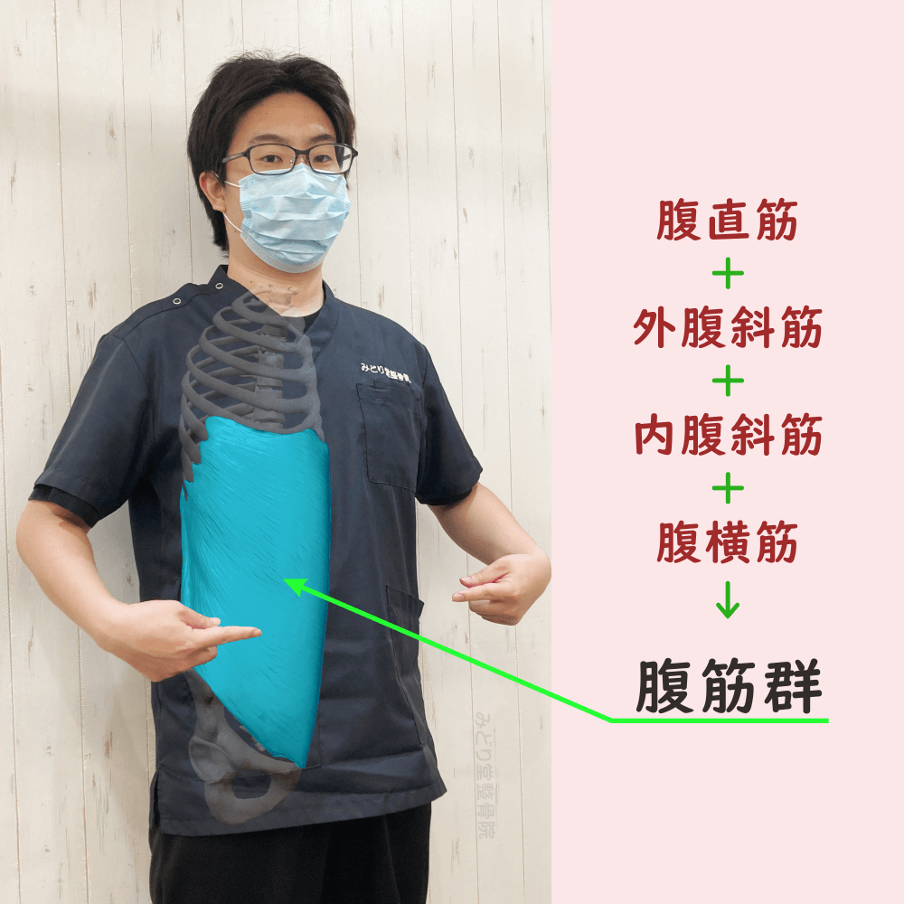 腹筋群の位置をスタッフ写真に重ねて示した図解画像(モデル:副院長・長尾)