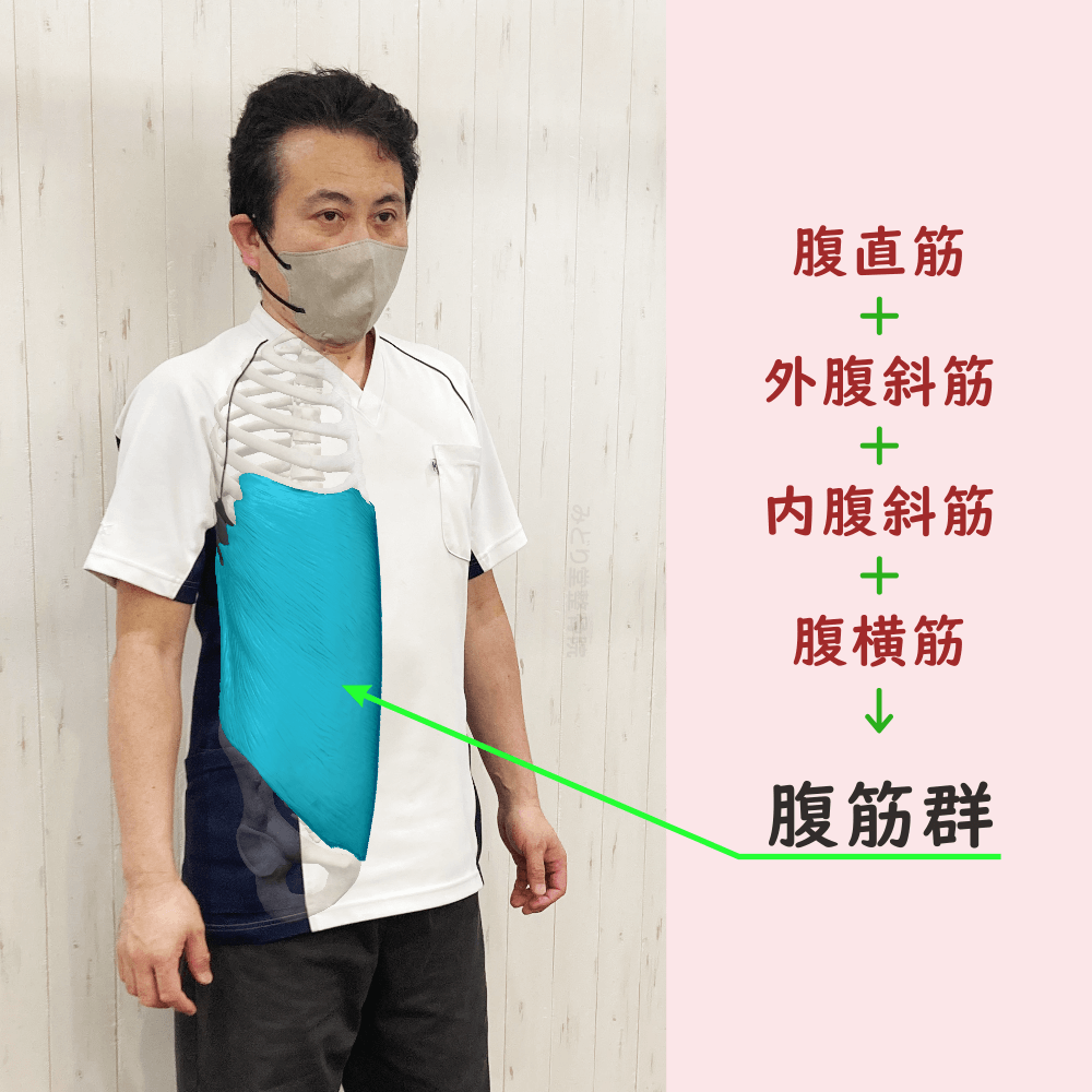 腹筋群の位置をスタッフ写真に重ねて示した図解画像（モデル：院長・臼田）
