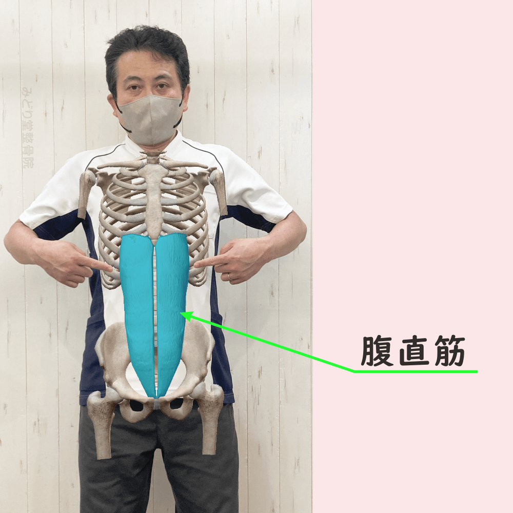 腹直筋の位置をスタッフ写真に重ねて示した図解画像（モデル：院長・臼田）正面からの写真