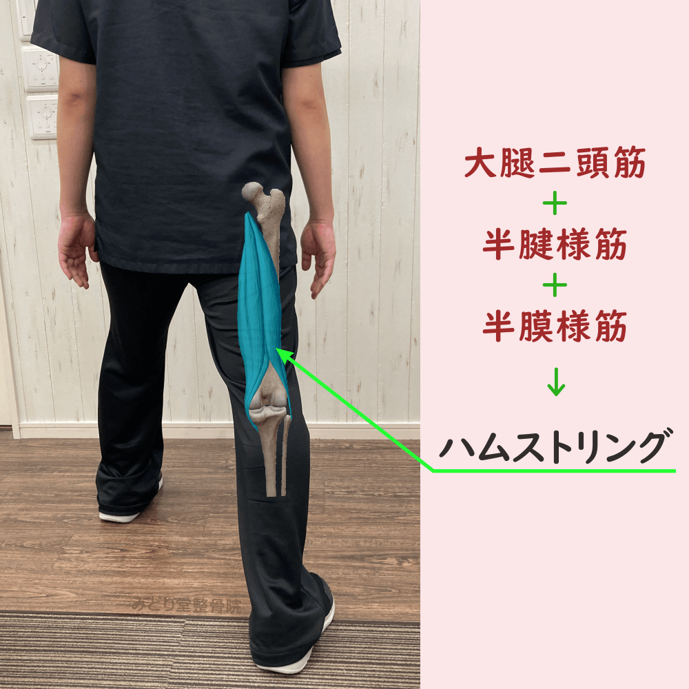 ハムストリングスの位置をスタッフ写真に重ねて示した図解画像（モデル：副院長・長尾）
