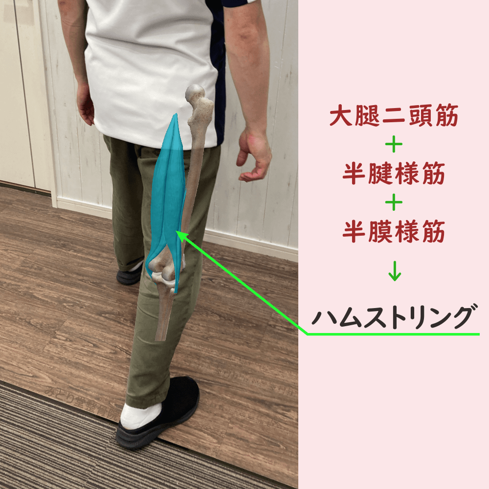 ハムストリングスの位置をスタッフ写真に重ねて示した図解画像（モデル：院長・臼田）