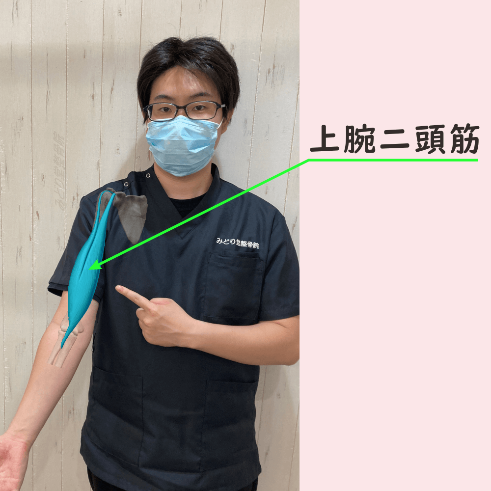 上腕二頭筋の位置をスタッフ写真に重ねて示した図解画像（モデル：副院長・長尾）