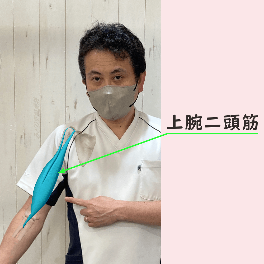 上腕二頭筋の位置をスタッフ写真に重ねて示した図解画像（モデル：院長・臼田）