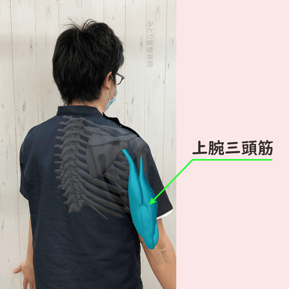 上腕三頭筋の位置をスタッフ写真に重ねて示した図解画像（モデル：副院長・長尾）