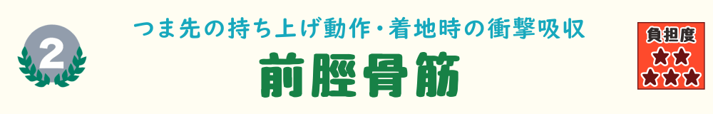 下り階段で負担がかかる筋肉 第2位：前脛骨筋の説明バナー