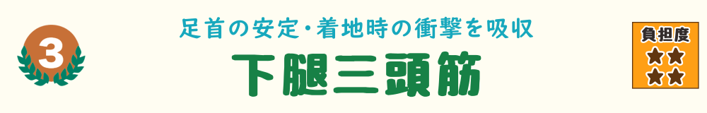 下り階段で負担がかかる筋肉 第3位：ふくらはぎの代表的な筋肉 下腿三頭筋を紹介するバナー