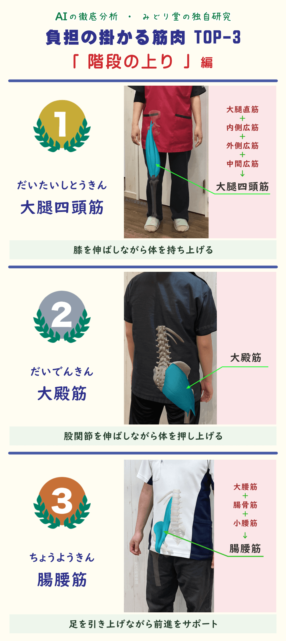 「階段の上り」で疲れやすい筋肉TOP3を解説した図表。1位：大腿四頭筋、2位：大殿筋、3位：腸腰筋。各筋肉の位置をスタッフ写真で図示。