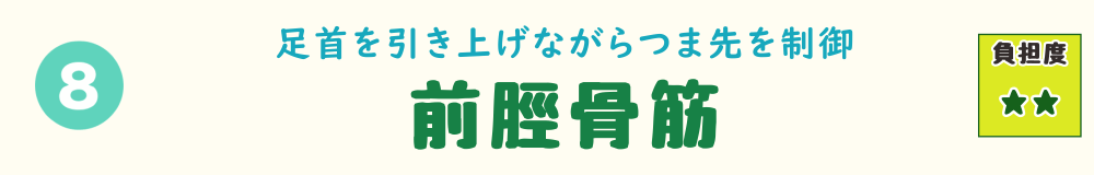 つま先を引き上げて段差に対応する前脛骨筋を紹介するバナー画像。