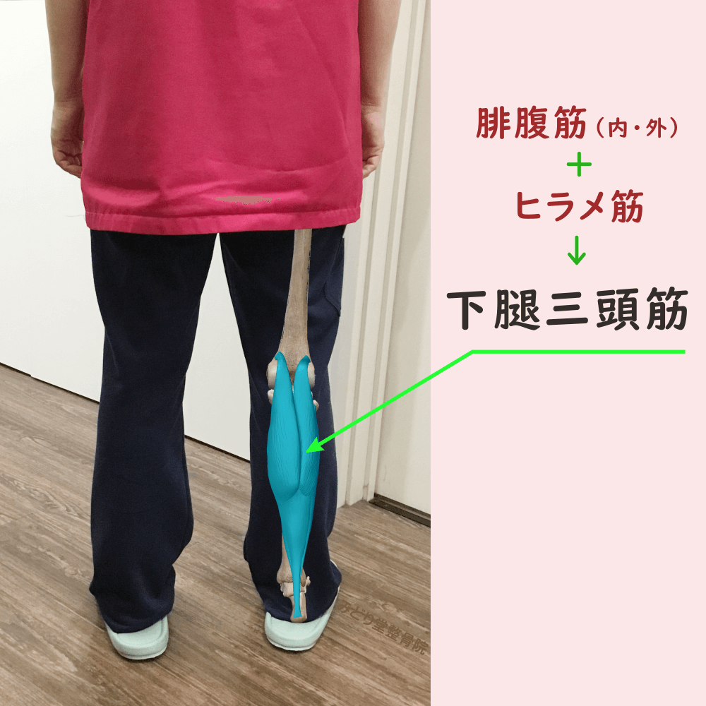 階段を下りる動作で負担の掛かりやすい「下腿三頭筋」の位置を示した図