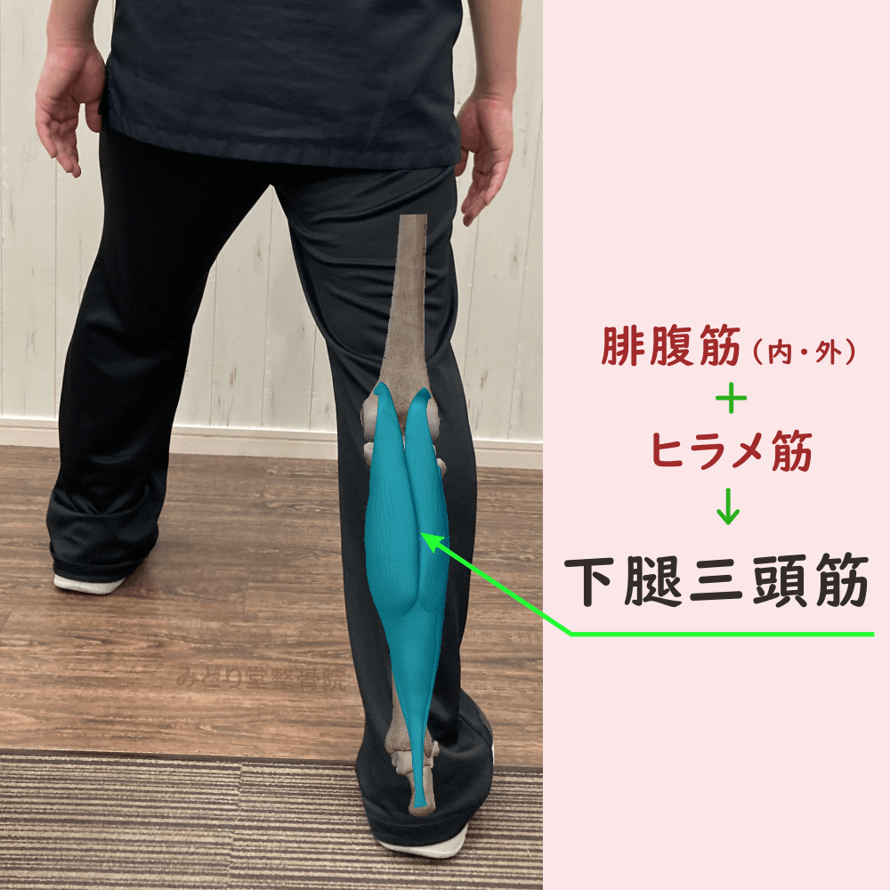 下腿三頭筋の位置をスタッフ写真に重ねて示した図解画像（モデル：副院長・長尾）