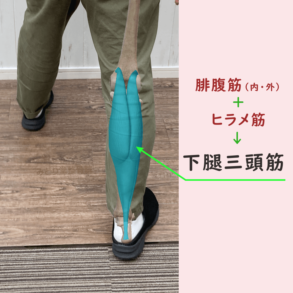 下腿三頭筋の位置をスタッフ写真に重ねて示した図解画像（モデル：院長・臼田）