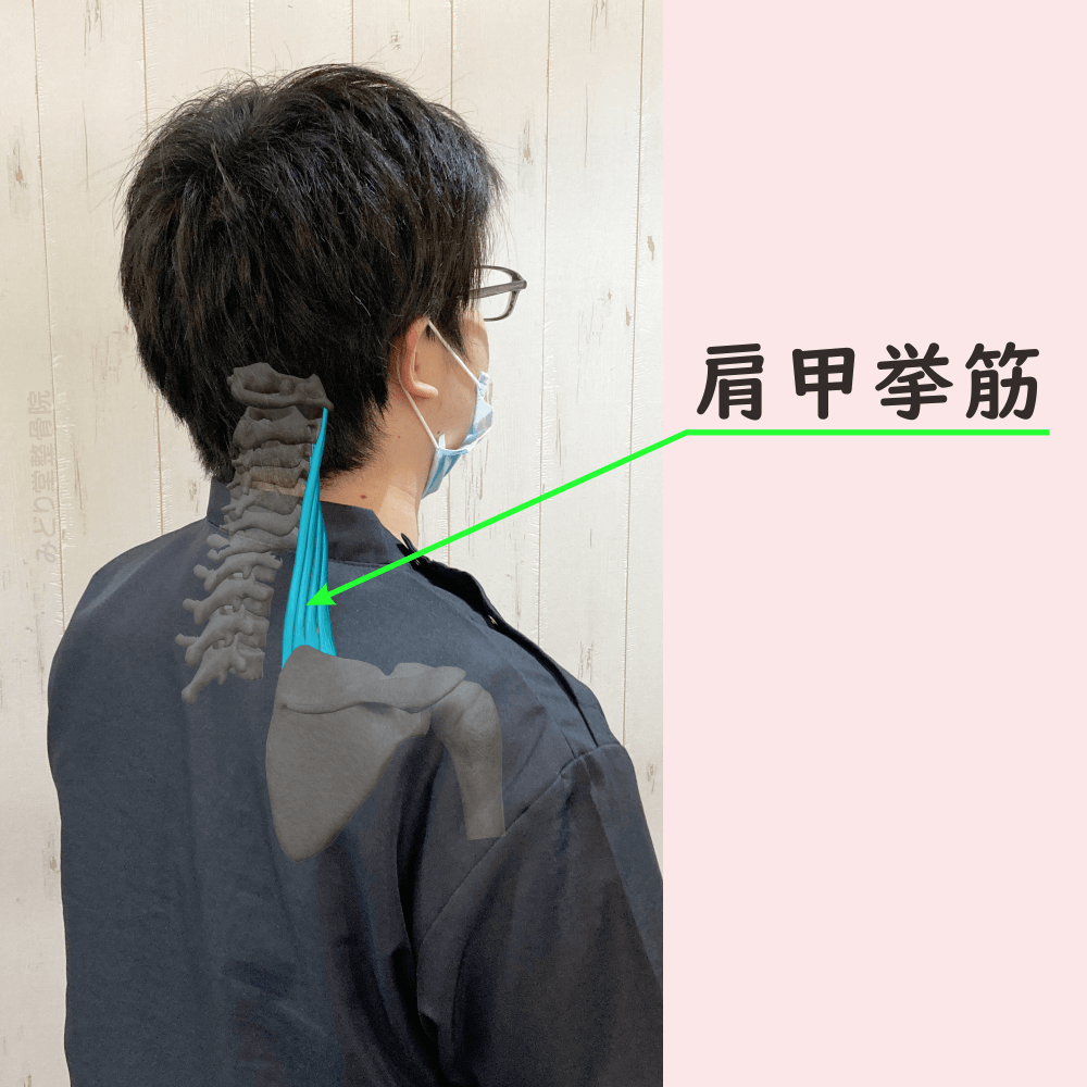肩甲挙筋の位置をスタッフ写真に重ねて示した図解画像（モデル：副院長・長尾）