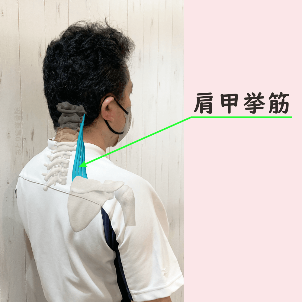 肩甲挙筋の位置をスタッフ写真に重ねて示した図解画像（モデル：院長・臼田）