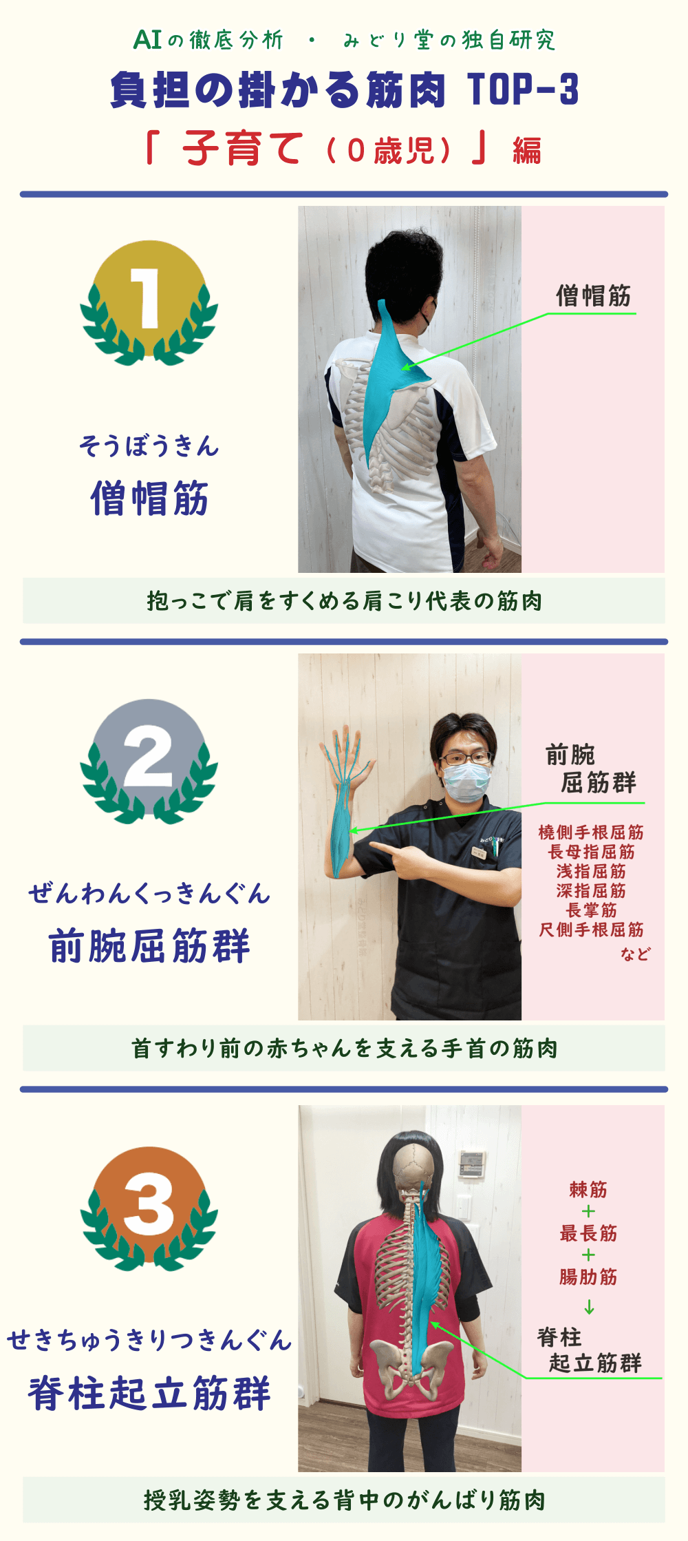 0歳児の子育てで疲れやすい筋肉TOP3を解説した図表。1位：僧帽筋、2位：前腕屈筋群、3位：脊柱起立筋群。各筋肉の位置をスタッフ写真で図示。