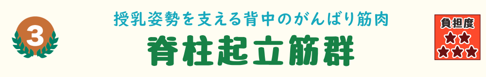 3位：脊柱起立筋群。前かがみの授乳姿勢などで疲労がたまりやすい、背骨沿いの体幹筋を紹介するバナー画像