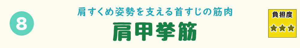 8位：肩甲挙筋。肩をすくめる姿勢で知らずに使いすぎる、肩甲骨の筋肉を紹介するバナー画像