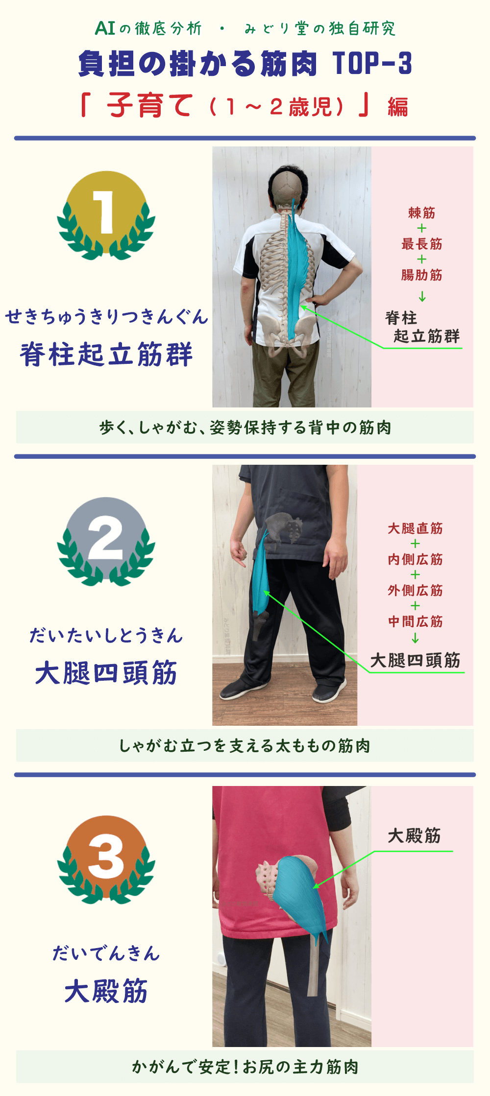 「子育てで疲れやすい筋肉TOP3を解説した図表。1位：脊柱起立筋群、2位：大腿四頭筋、3位：大殿筋。各筋肉の位置をスタッフ写真で図示。」