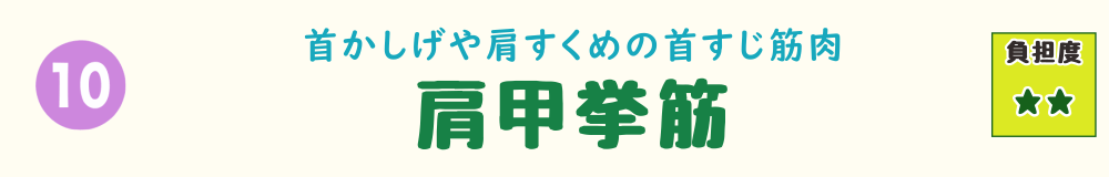 10位：肩甲挙筋。肩をすくめるような姿勢で気づかないうちに使いすぎる、首〜肩の筋肉を紹介するバナー画像