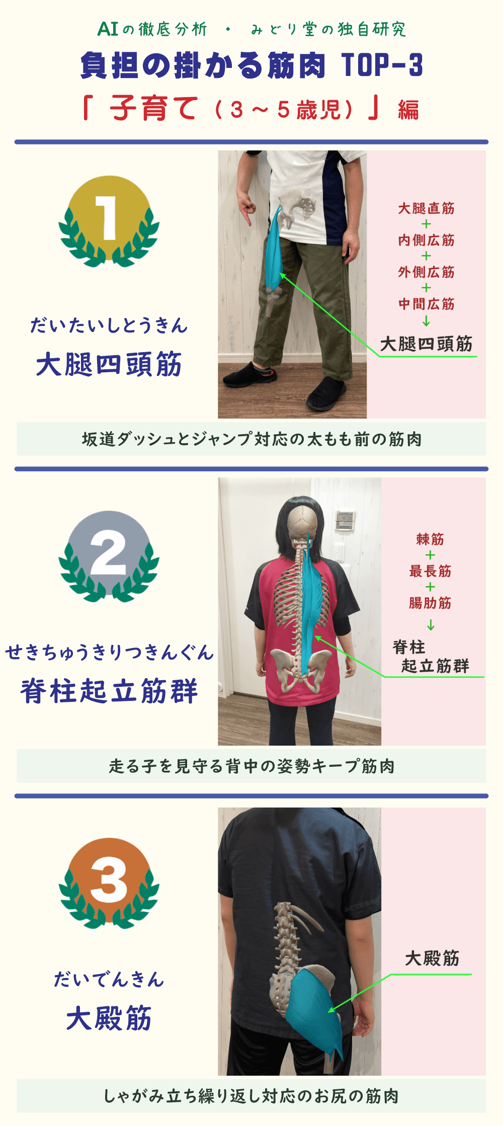 「3〜5歳児の子育てで疲れやすい筋肉TOP3を解説した図表。1位：大腿四頭筋、2位：脊柱起立筋群、3位：大殿筋。各筋肉の位置をスタッフ写真で図示。」