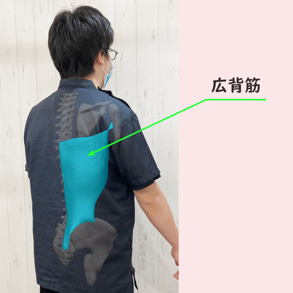 広背筋の位置をスタッフ写真に重ねて示した図解画像（モデル：副院長・長尾）