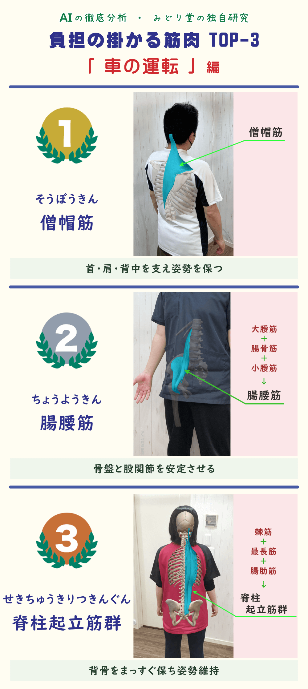 車の運転で疲れやすい筋肉TOP3を解説した図表。1位：僧帽筋、2位：腸腰筋、3位：脊柱起立筋群。各筋肉の位置をスタッフ写真で図示。
