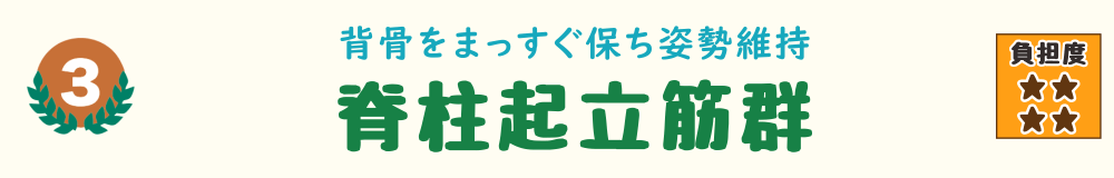 車の運転姿勢で負担がかかる脊柱起立筋群のバナー画像。背骨を支えて姿勢を安定させる筋肉