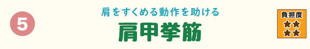 車の運転姿勢で負担がかかる肩甲挙筋のバナー画像。肩甲骨を引き上げ首肩の緊張を支える筋肉