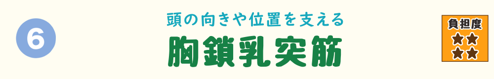 車の運転姿勢で負担がかかる胸鎖乳突筋のバナー画像。頭の位置を安定させる首の筋肉