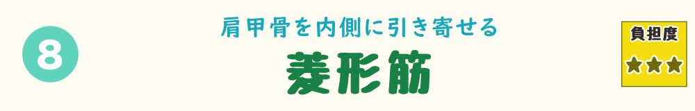車の運転姿勢で負担がかかる菱形筋のバナー画像。肩甲骨を内側に引き背中を安定させる筋肉